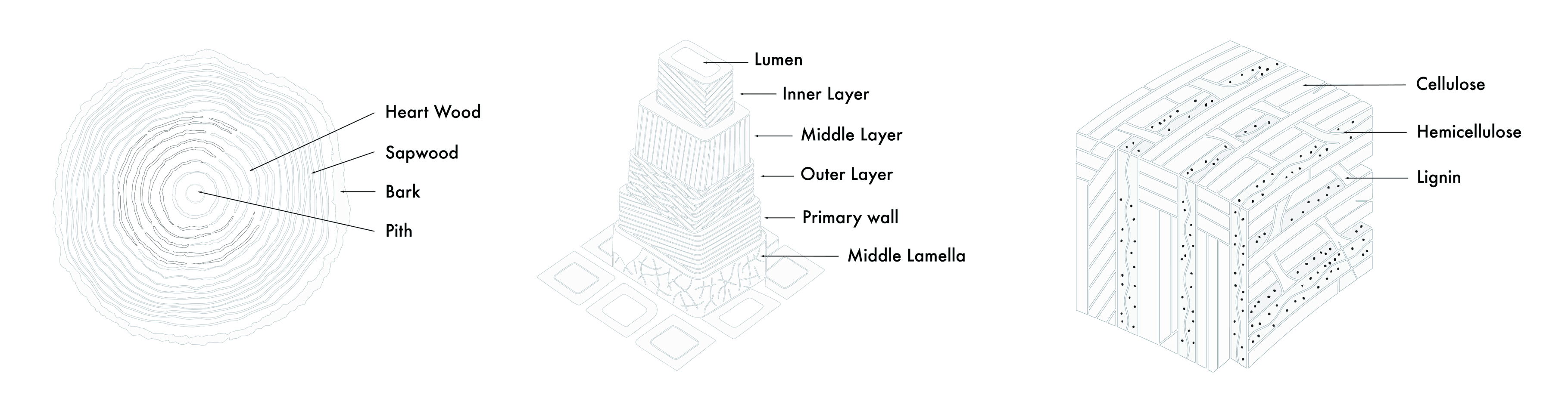 Wood anatomy from tree structure to cell wall composition